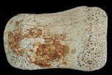 Hadrosaur Finger Bone - Alberta (Disposition #-) #95165-1